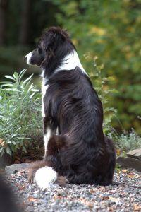 Hondengedrag-Teamspirit And Dogs