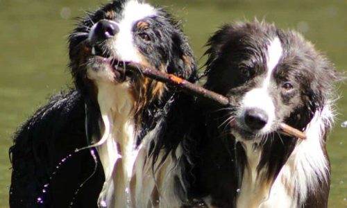 Hondengedragsbegeleiding